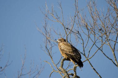 Siyah kulaklı uçurtma Milvus migrans lineatus. Kushiro Japon Turna Koruma Alanı. Hokkaido. Japonya.