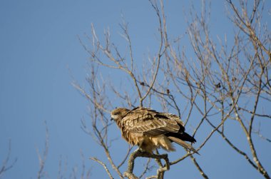 Siyah kulaklı uçurtma Milvus migrans lineatus tüylerini sallıyor. Kushiro Japon Turna Koruma Alanı. Hokkaido. Japonya.