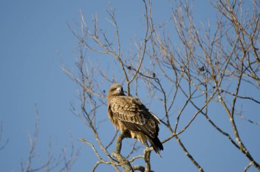 Siyah kulaklı uçurtma Milvus migrans lineatus. Kushiro Japon Turna Koruma Alanı. Hokkaido. Japonya.