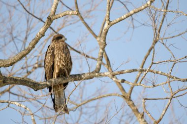 Siyah kulaklı uçurtma Milvus migrans lineatus. Kushiro Japon Turna Koruma Alanı. Hokkaido. Japonya.