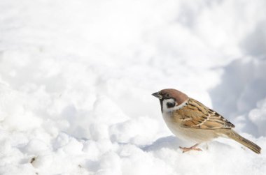 Karlı zeminde Avrasya ağaç serçesi Passer montanus saturatus. Kushiro Japon Turna Koruma Alanı. Kushiro. Hokkaido. Japonya.