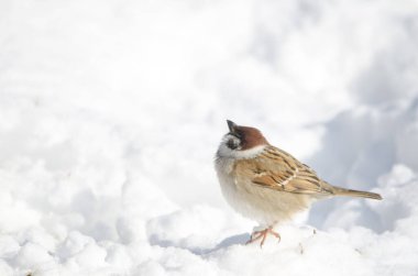 Avrasya ağaç serçesi Passer Montanus Saturatus karlı zemine bakıyor. Kushiro Japon Turna Koruma Alanı. Kushiro. Hokkaido. Japonya.