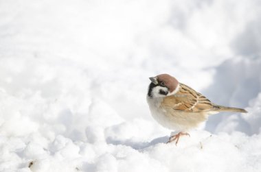 Karlı zeminde Avrasya ağaç serçesi Passer montanus saturatus. Kushiro Japon Turna Koruma Alanı. Kushiro. Hokkaido. Japonya.