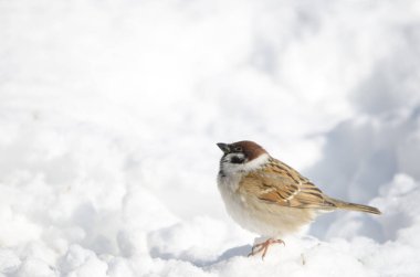 Avrasya ağaç serçesi Passer Montanus Saturatus karlı zemine bakıyor. Kushiro Japon Turna Koruma Alanı. Kushiro. Hokkaido. Japonya.