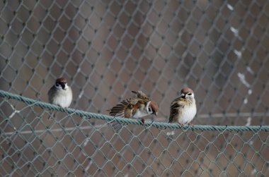 Avrasya ağaç serçeleri Passer montanus saturatus. Kushiro Japon Turna Koruma Alanı. Kushiro. Hokkaido. Japonya.