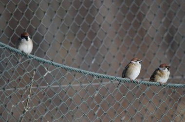 Avrasya ağaç serçeleri Passer montanus saturatus. Kushiro Japon Turna Koruma Alanı. Kushiro. Hokkaido. Japonya.