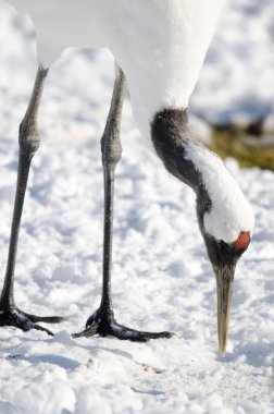Kırmızı taçlı vinç Grus japonensis yiyecek arıyor. Kushiro Japon Turna Koruma Alanı. Kushiro. Hokkaido. Japonya.