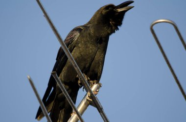 Büyük gagalı karga Corvus makrohynchos japonensis antende korna çalıyor. Kushiro. Hokkaido. Japonya.