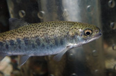 Masu somon Oncorhynchus masou masou. Kontrollü koşullarda. Kushiro Marsh Gözlemevi. Kushiro. Hokkaido. Japonya.