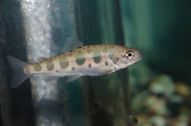 Juvenile masu somon Oncorhynchus masou masou. Kontrollü koşullarda. Kushiro Marsh Gözlemevi. Kushiro. Hokkaido. Japonya.