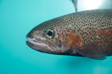 Columbia Nehri kırmızı bant alabalığı Oncorhynchus benim öpücük gairdneri. Kontrollü koşullarda. Kushiro Marsh Gözlemevi. Kushiro. Hokkaido. Japonya.