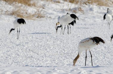 Kırmızı taçlı turnalar Grus japonensis ön planda bir çocukla yiyecek arıyor. Tsurui-Ito Tancho Sığınağı. Kushiro. Hokkaido. Japonya.