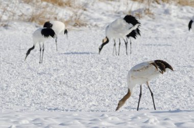 Kırmızı taçlı turnalar Grus japonensis ön planda bir çocukla yiyecek arıyor. Tsurui-Ito Tancho Sığınağı. Kushiro. Hokkaido. Japonya.