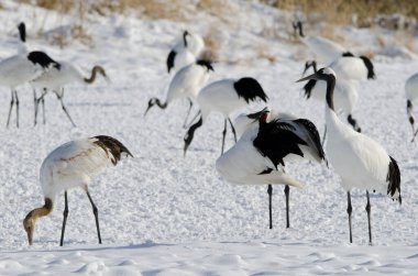 Kırmızı taçlı turnalar Grus japonensis ve solunda bir yavru var. Tsurui-Ito Tancho Sığınağı. Kushiro. Hokkaido. Japonya.