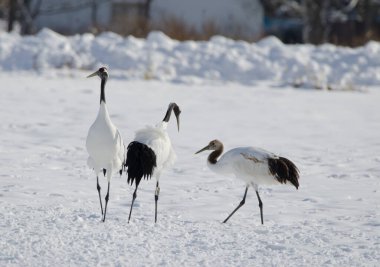 Kırmızı taçlı turnalar Grus japonensis ve sağında bir yavru var. Tsurui-Ito Tancho Sığınağı. Kushiro. Hokkaido. Japonya.