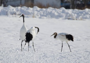 Kırmızı taçlı turnalar Grus japonensis ve sağında bir yavru var. Tsurui-Ito Tancho Sığınağı. Kushiro. Hokkaido. Japonya.