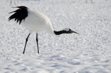 Kırmızı taçlı vinç Grus japonensis. Tsurui-Ito Tancho Sığınağı. Kushiro. Hokkaido. Japonya.