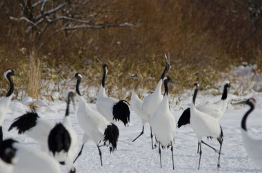 Kırmızı taçlı turnalar Grus japonensis kornası çalıyor. Tsurui-Ito Tancho Sığınağı. Kushiro. Hokkaido. Japonya.