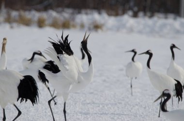 Kırmızı taçlı vinç Grus japonensis kornaya basıyor. Tsurui-Ito Tancho Sığınağı. Kushiro. Hokkaido. Japonya.