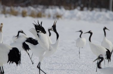 Kırmızı taçlı vinç Grus japonensis kornaya basıyor. Tsurui-Ito Tancho Sığınağı. Kushiro. Hokkaido. Japonya.