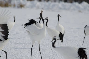 Kırmızı taçlı vinç Grus japonensis kornaya basıyor. Tsurui-Ito Tancho Sığınağı. Kushiro. Hokkaido. Japonya.