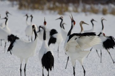 Kırmızı taçlı turnalar Grus japonensis kornası çalıyor. Tsurui-Ito Tancho Sığınağı. Kushiro. Hokkaido. Japonya.