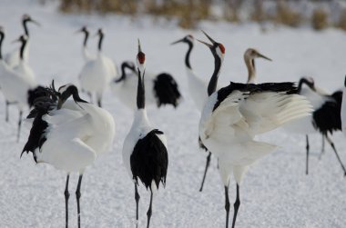 Kırmızı taçlı turnalar Grus japonensis kornası çalıyor. Tsurui-Ito Tancho Sığınağı. Kushiro. Hokkaido. Japonya.