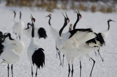 Kırmızı taçlı turnalar Grus japonensis kornası çalıyor. Tsurui-Ito Tancho Sığınağı. Kushiro. Hokkaido. Japonya.