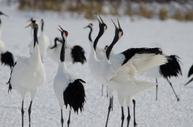 Kırmızı taçlı turnalar Grus japonensis kornası çalıyor. Tsurui-Ito Tancho Sığınağı. Kushiro. Hokkaido. Japonya.