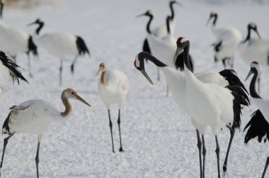 Kırmızı taçlı turnalar Grus japonensis. Tsurui-Ito Tancho Sığınağı. Kushiro. Hokkaido. Japonya.