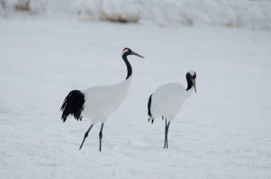 Kırmızı taçlı turnalar Grus japonensis. Tsurui-Ito Tancho Sığınağı. Kushiro. Hokkaido. Japonya.