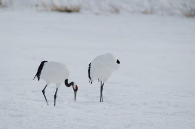 Kırmızı taçlı turnalar Grus japonensis. Tsurui-Ito Tancho Sığınağı. Kushiro. Hokkaido. Japonya.