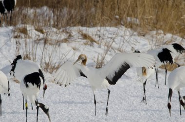 Genç, kırmızı taçlı vinç Grus japonensis kanatlarını açıyor. Tsurui-Ito Tancho Sığınağı. Kushiro. Hokkaido. Japonya.