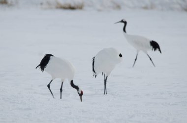 Kırmızı taçlı turnalar Grus japonensis. Tsurui-Ito Tancho Sığınağı. Kushiro. Hokkaido. Japonya.