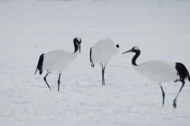 Kırmızı taçlı turnalar Grus japonensis. Tsurui-Ito Tancho Sığınağı. Kushiro. Hokkaido. Japonya.