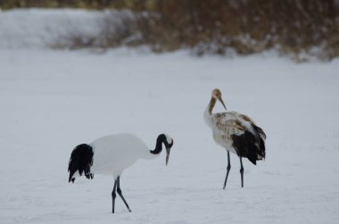 Kırmızı taçlı turnalar Grus japonensis. Tsurui-Ito Tancho Sığınağı. Kushiro. Hokkaido. Japonya.