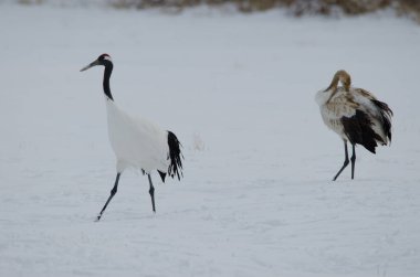 Kırmızı taçlı turnalar Grus japonensis. Yetişkinler sola doğru yürür ve gençler sağa doğru ilerler. Tsurui-Ito Tancho Sığınağı. Kushiro. Hokkaido. Japonya.