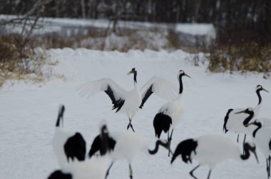 Kırmızı taçlı turnalar Grus japonensis. Tsurui-Ito Tancho Sığınağı. Kushiro. Hokkaido. Japonya.