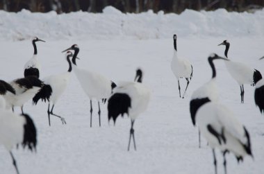 Kırmızı taçlı turnalar Grus japonensis. Tsurui-Ito Tancho Sığınağı. Kushiro. Hokkaido. Japonya.