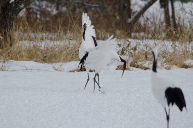 Kur dansında kırmızı taçlı turnalar Grus japonensis. Tsurui-Ito Tancho Sığınağı. Kushiro. Hokkaido. Japonya.