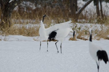 Kur dansında kırmızı taçlı turnalar Grus japonensis. Tsurui-Ito Tancho Sığınağı. Kushiro. Hokkaido. Japonya.
