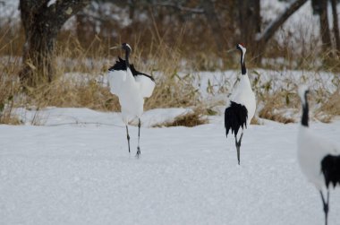Kur dansında kırmızı taçlı turnalar Grus japonensis. Tsurui-Ito Tancho Sığınağı. Kushiro. Hokkaido. Japonya.