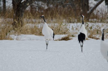 Kur dansında kırmızı taçlı turnalar Grus japonensis. Tsurui-Ito Tancho Sığınağı. Kushiro. Hokkaido. Japonya.