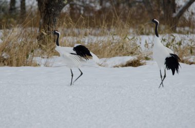 Kırmızı taçlı turnalar Grus japonensis. Tsurui-Ito Tancho Sığınağı. Kushiro. Hokkaido. Japonya.
