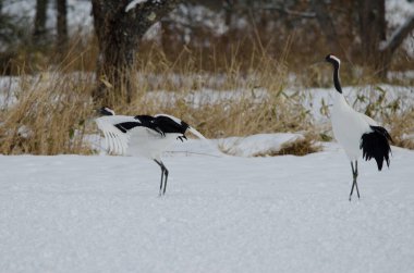 Kırmızı taçlı turnalar Grus japonensis. Tsurui-Ito Tancho Sığınağı. Kushiro. Hokkaido. Japonya.