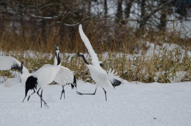 Kırmızı taçlı turnalar Grus japonensis dövüşü yapıyor. Tsurui-Ito Tancho Sığınağı. Kushiro. Hokkaido. Japonya.