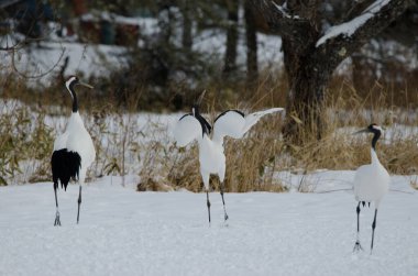 Flört dansında kırmızı taçlı vinç Grus japonensis. Tsurui-Ito Tancho Sığınağı. Kushiro. Hokkaido. Japonya.