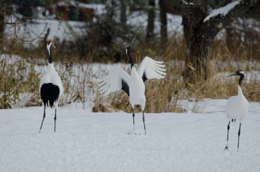 Flört dansında kırmızı taçlı vinç Grus japonensis. Tsurui-Ito Tancho Sığınağı. Kushiro. Hokkaido. Japonya.