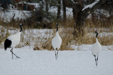 Kırmızı taçlı turnalar Grus japonensis. Tsurui-Ito Tancho Sığınağı. Kushiro. Hokkaido. Japonya.