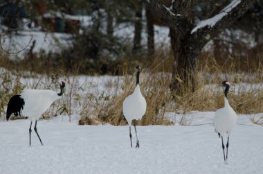 Kırmızı taçlı turnalar Grus japonensis. Tsurui-Ito Tancho Sığınağı. Kushiro. Hokkaido. Japonya.
